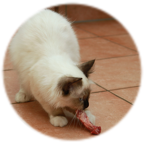 Katzenernährung, Birmakitten frisst Hühnerhals